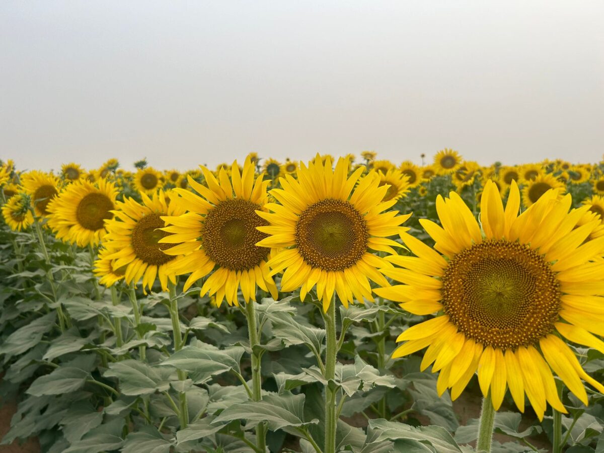Sunflower field